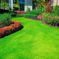 Landscaping Grass Lawn Services