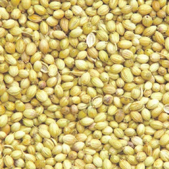 coriander-seeds-benefits.webp
