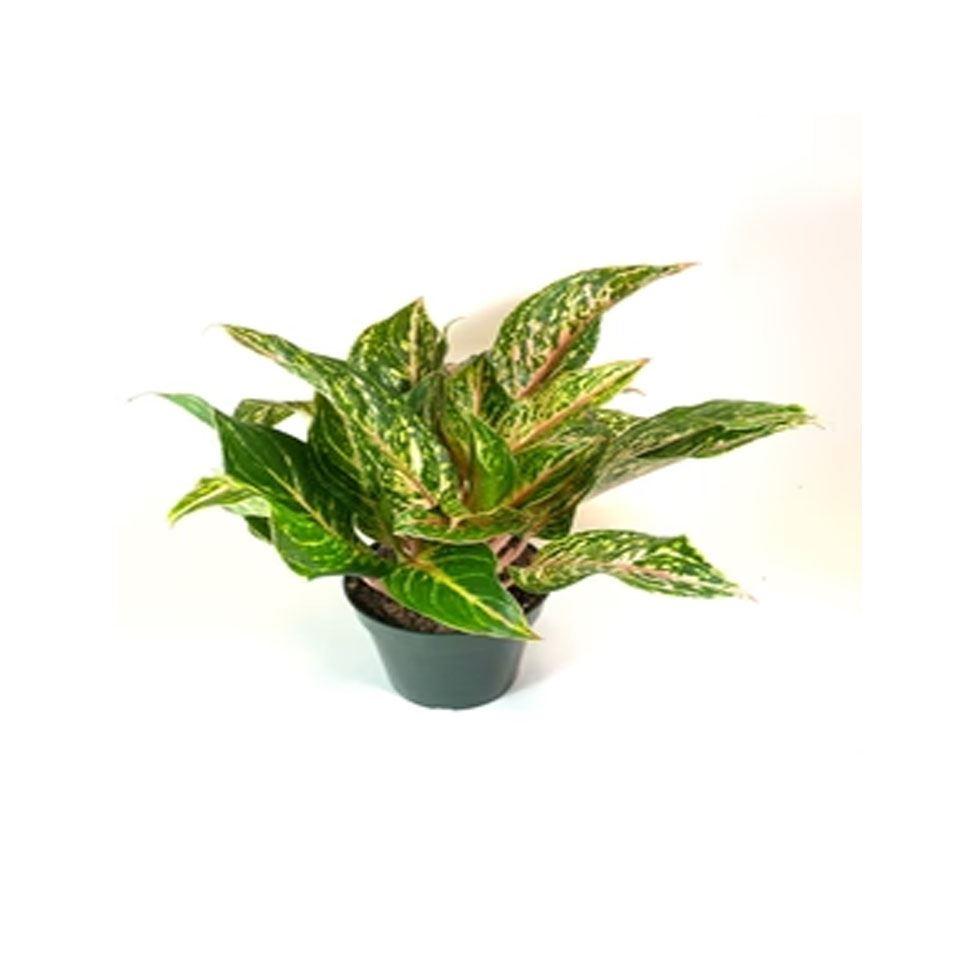 Aglaonema Hybrid Plant Image