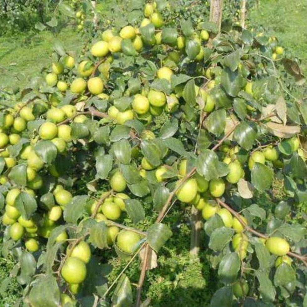 Apple Berry Plant Image