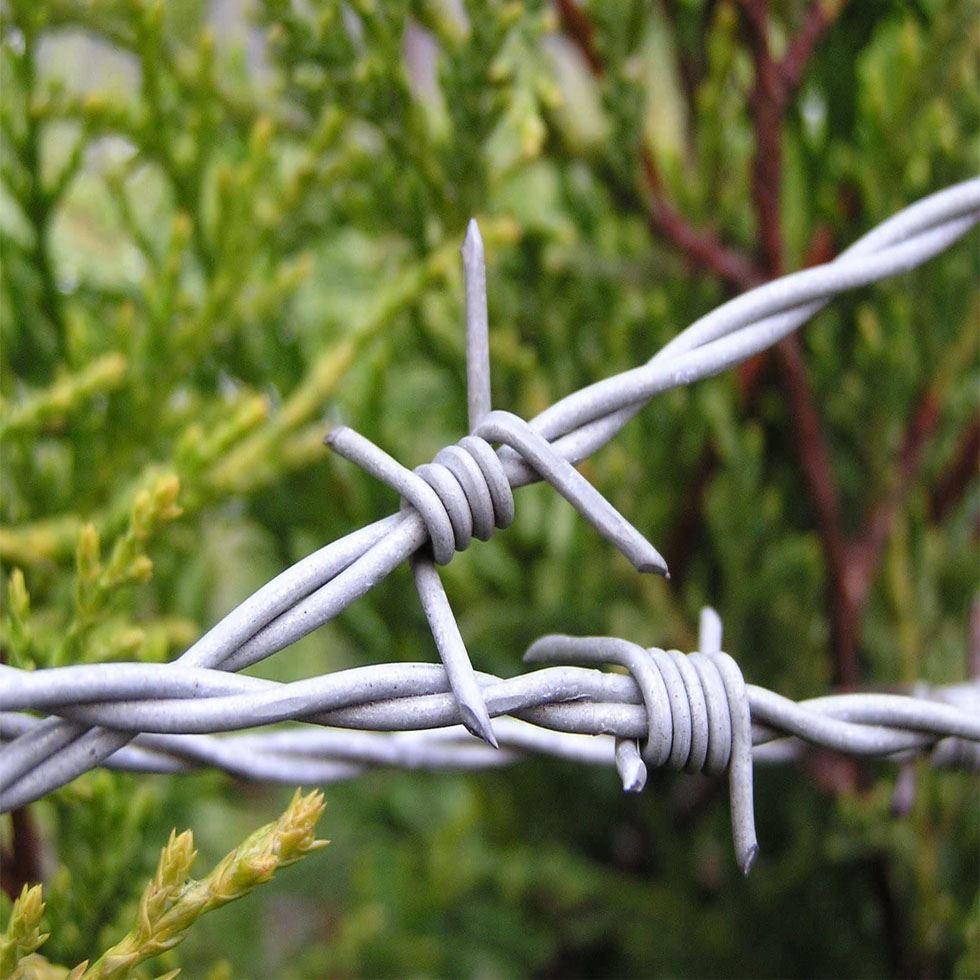 Barbed Wire Fence Image