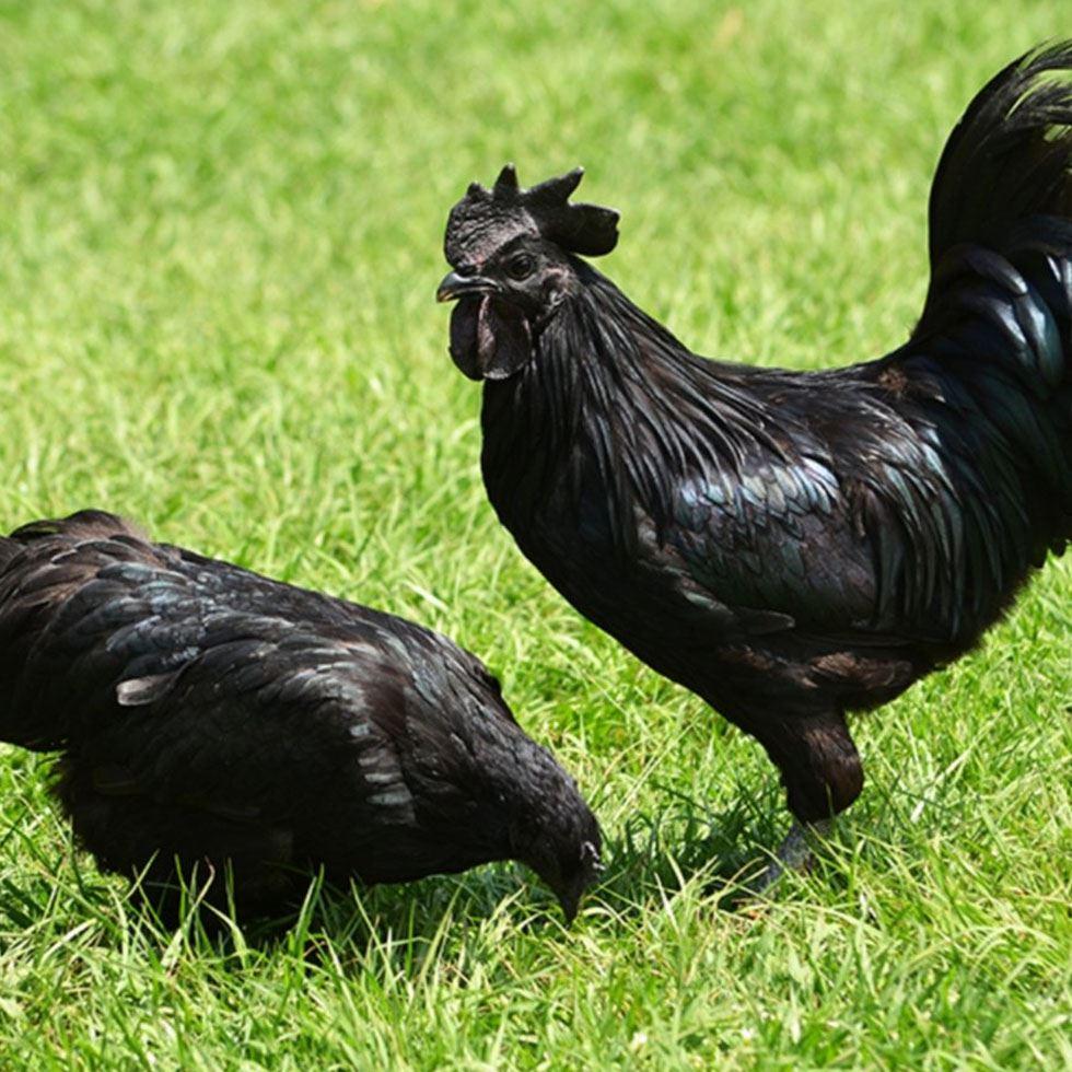 Black Kadaknath Chicken Image