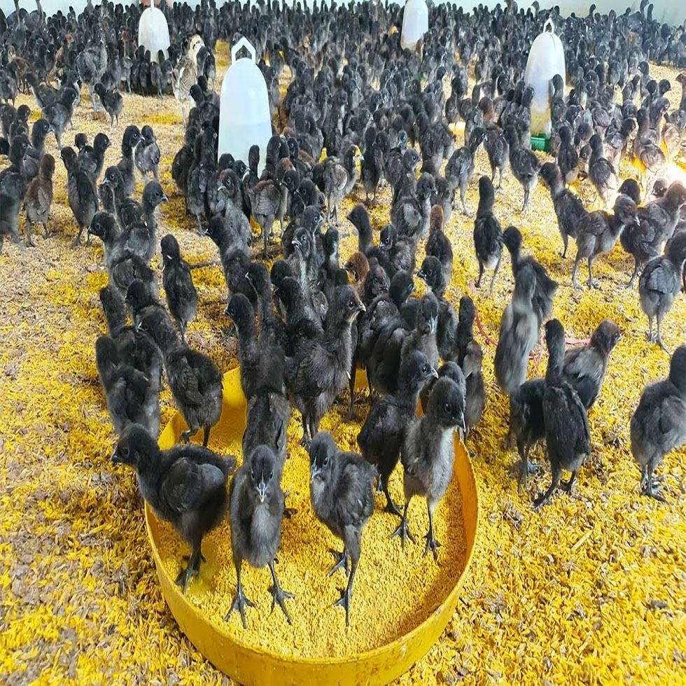 Black Poultry Farm Chicks Image