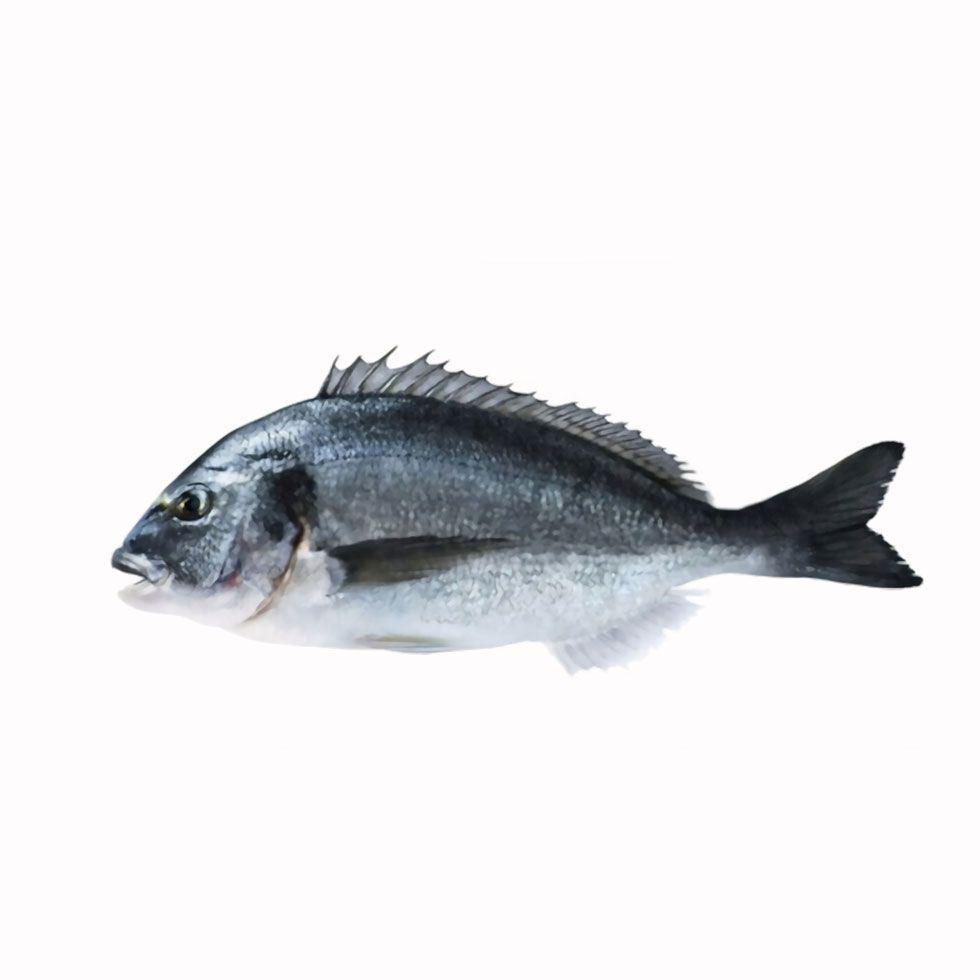 Black Sea Bream Image