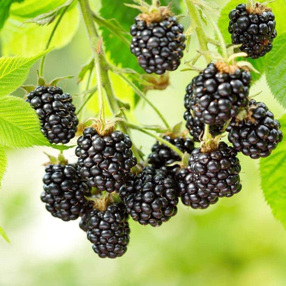 Blackberry Plant Image