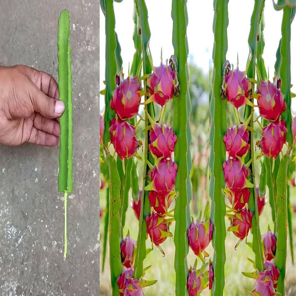 Blue Dragon Fruit Plant Image