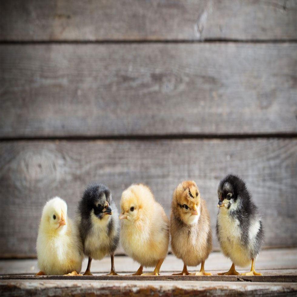 Breeds Chicks Image
