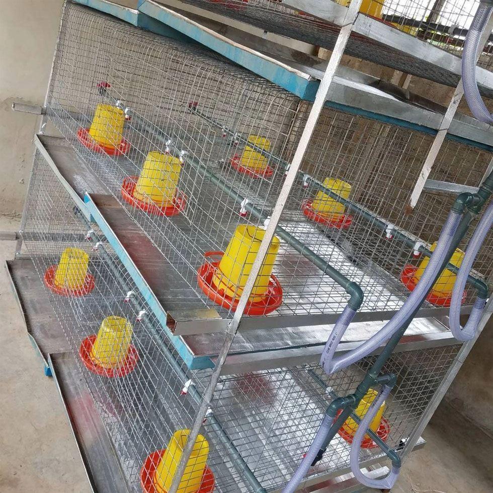 Broiler Battery Cage Image