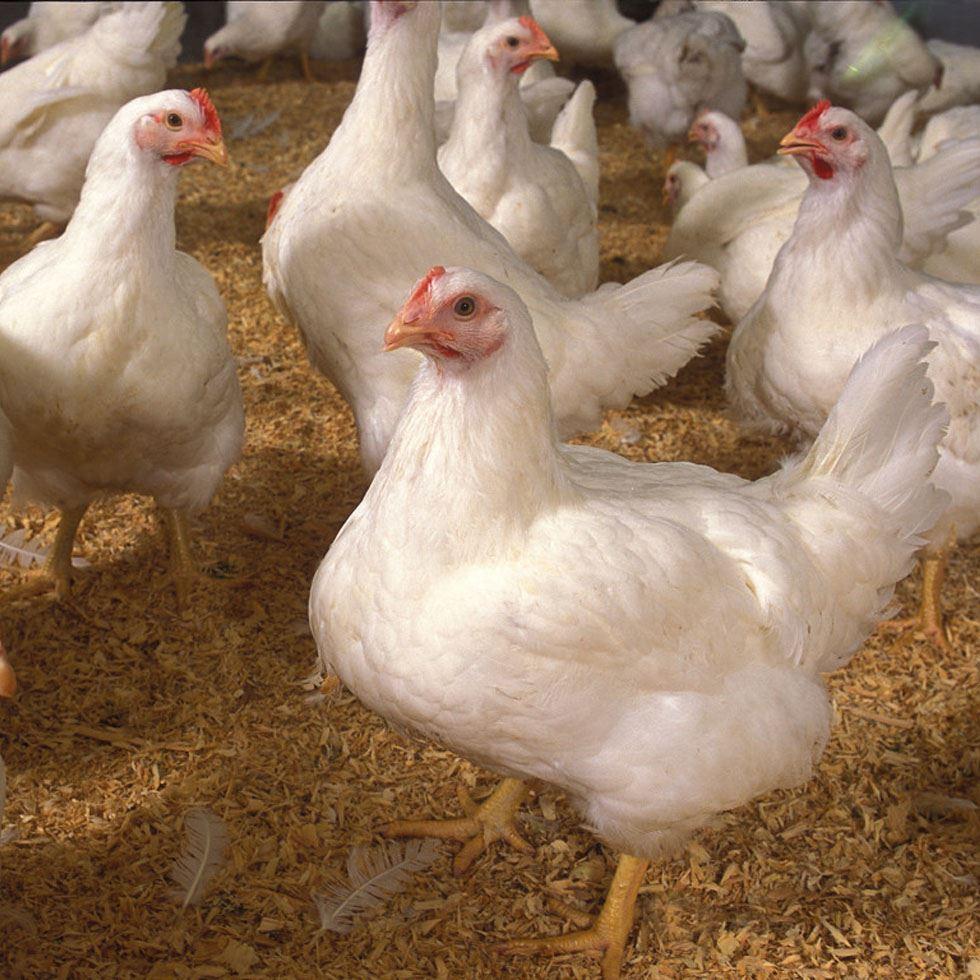 Broiler Poultry Chicks Image