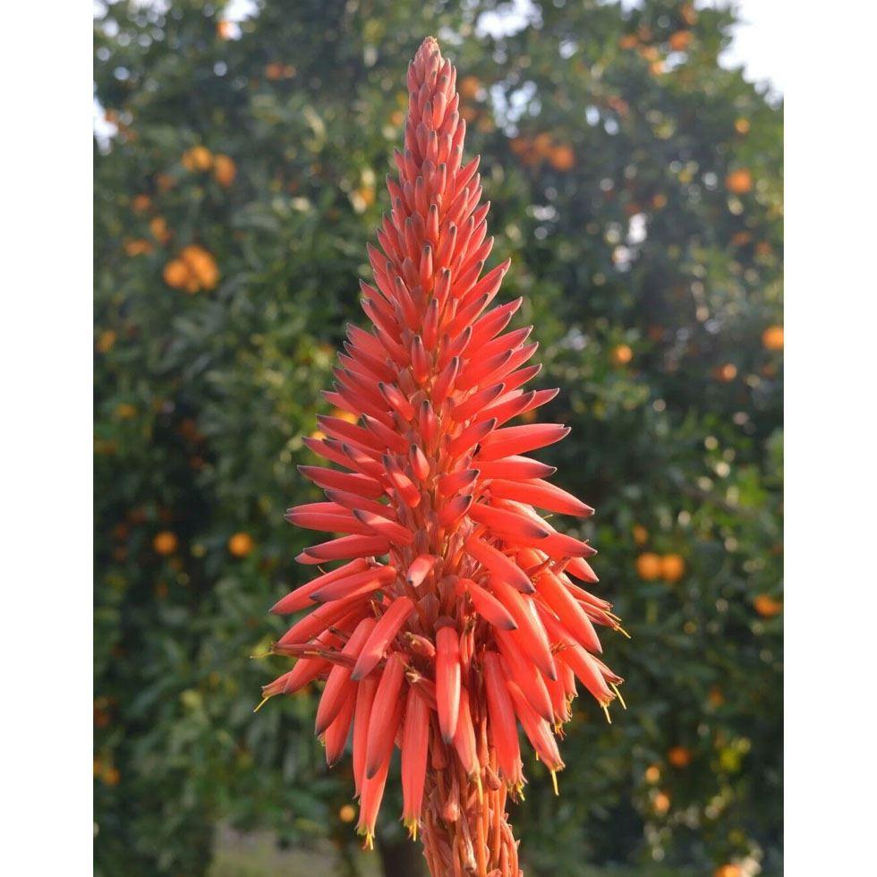 Brown Hybrid Aloe Vera Seeds Image