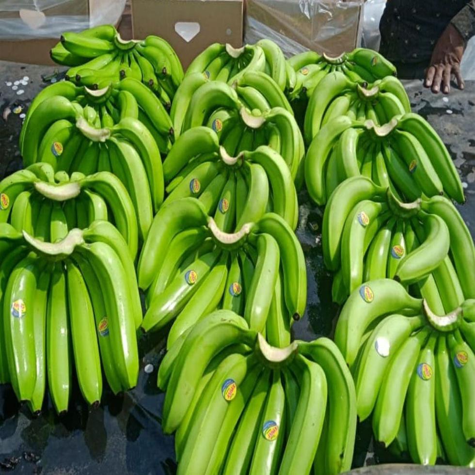 Cavendish Fresh Banana Image