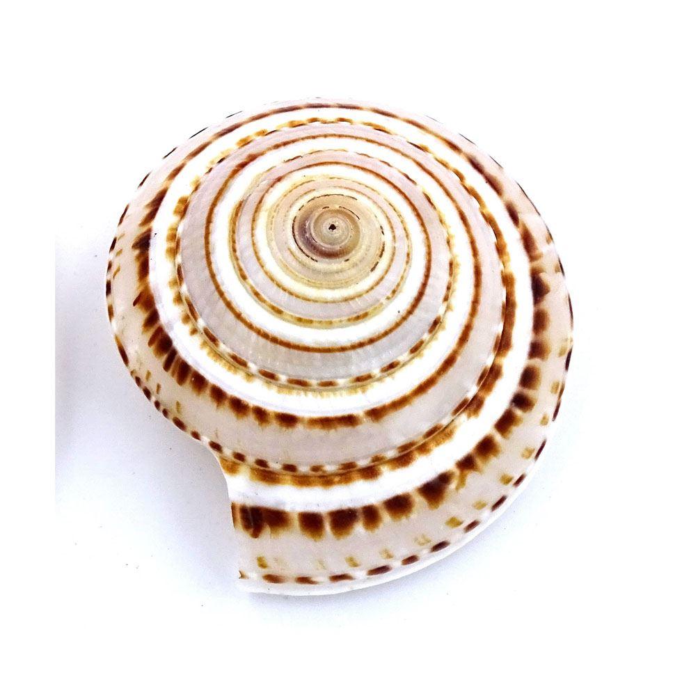 Chakra Conch Shell Image