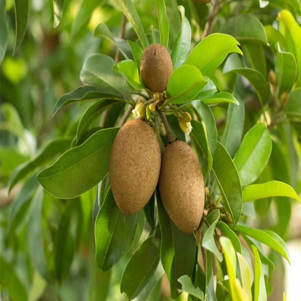 Chiku Fruit Plants Image