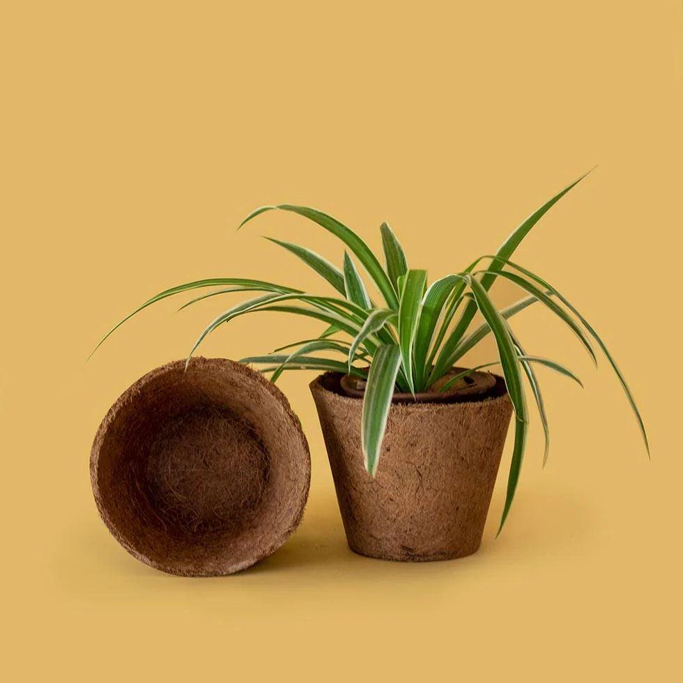 Coir Garden Pot Image