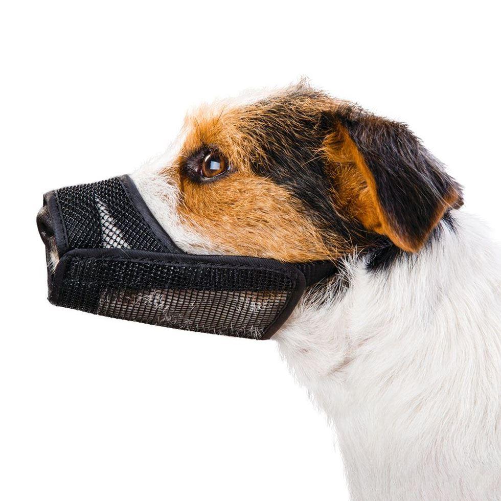 Dog Muzzle  Image