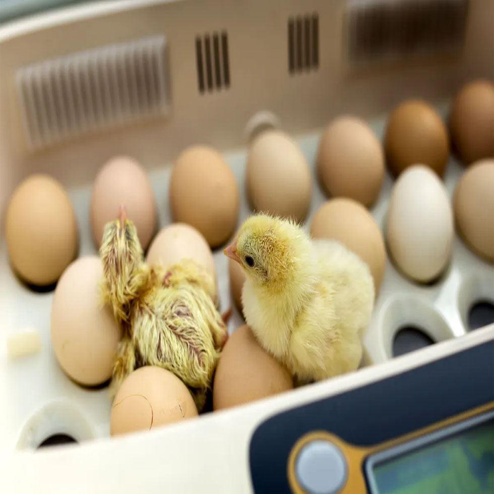 Eggs Poultry Hatcher Image