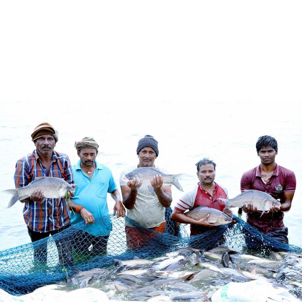 Fish Farming Production Image