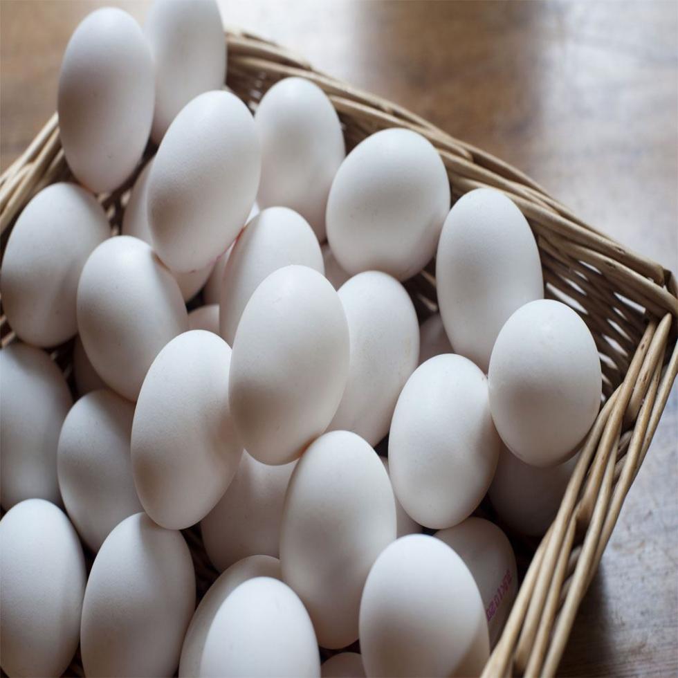 Fresh Chicken White Egg Image