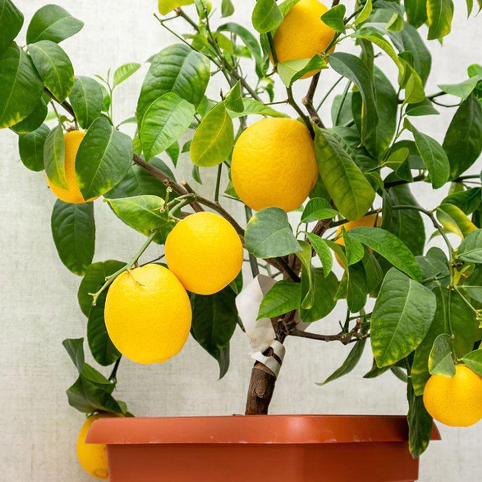 Fresh Lemon Plant Image