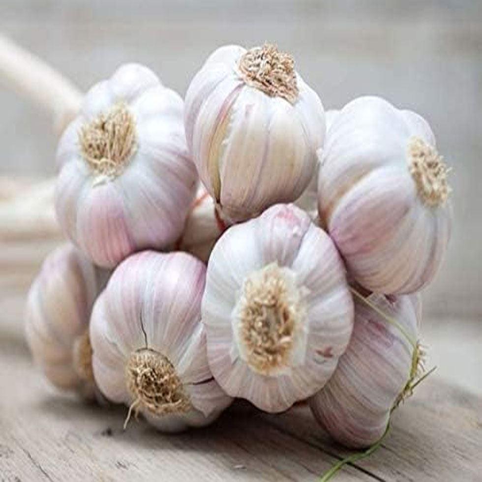 Fresh Premium Garlic Image