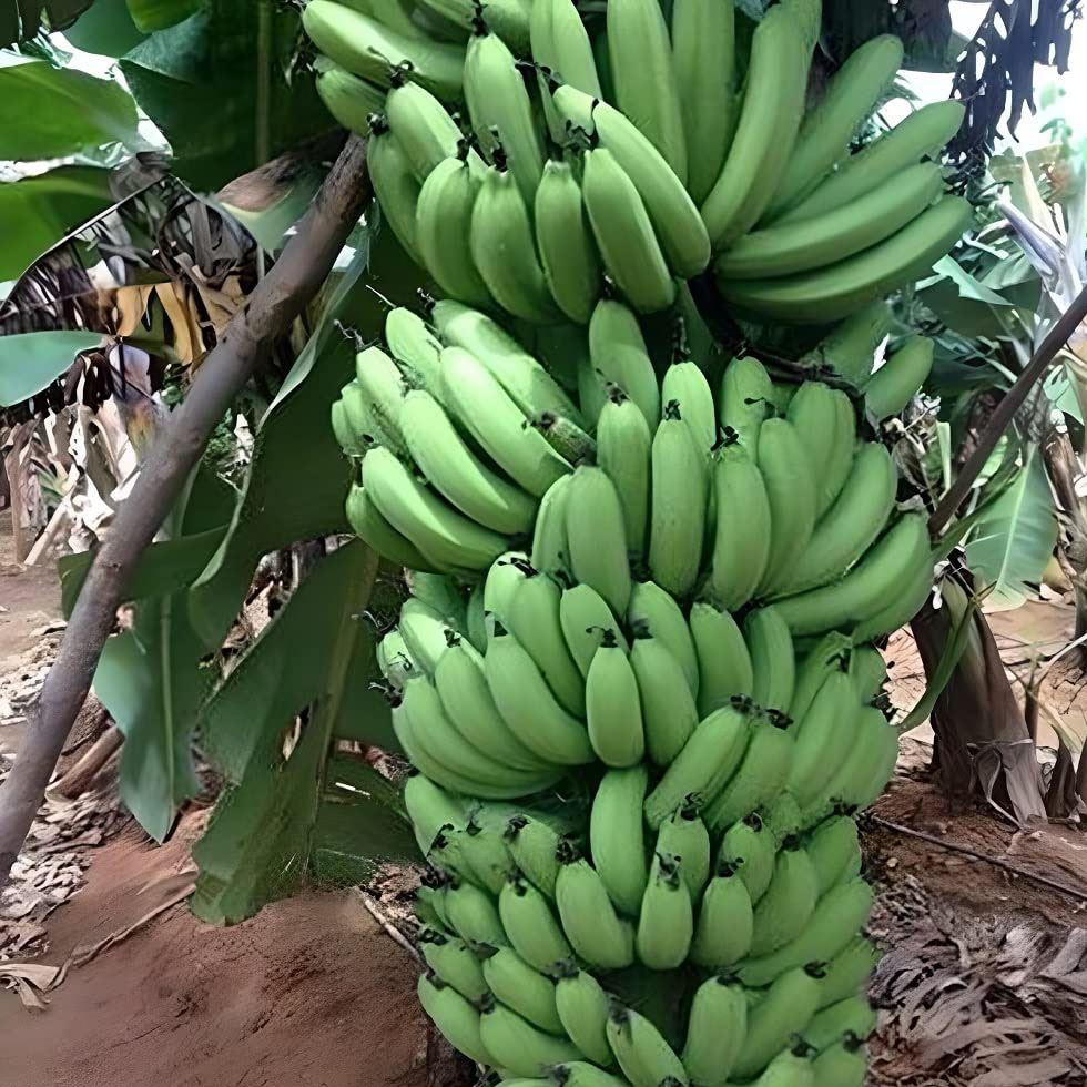 G9 Green Banana Image