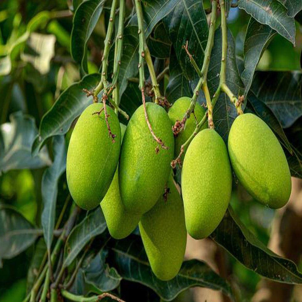 Green Mango Tree Image