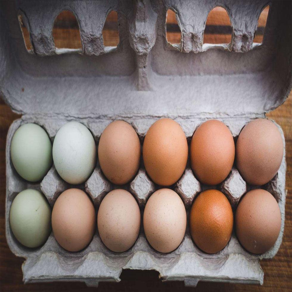 Hatched Fresh Eggs Image