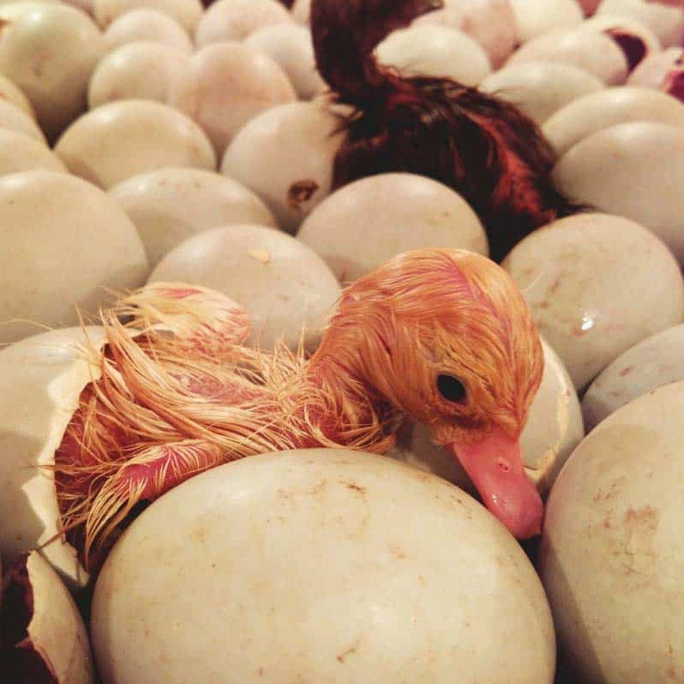 Hatching Duck Eggs Image