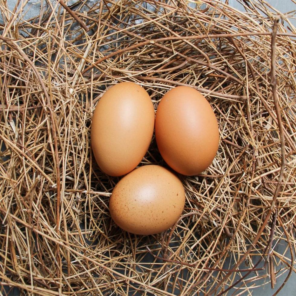 Healthy Chicken Egg Image