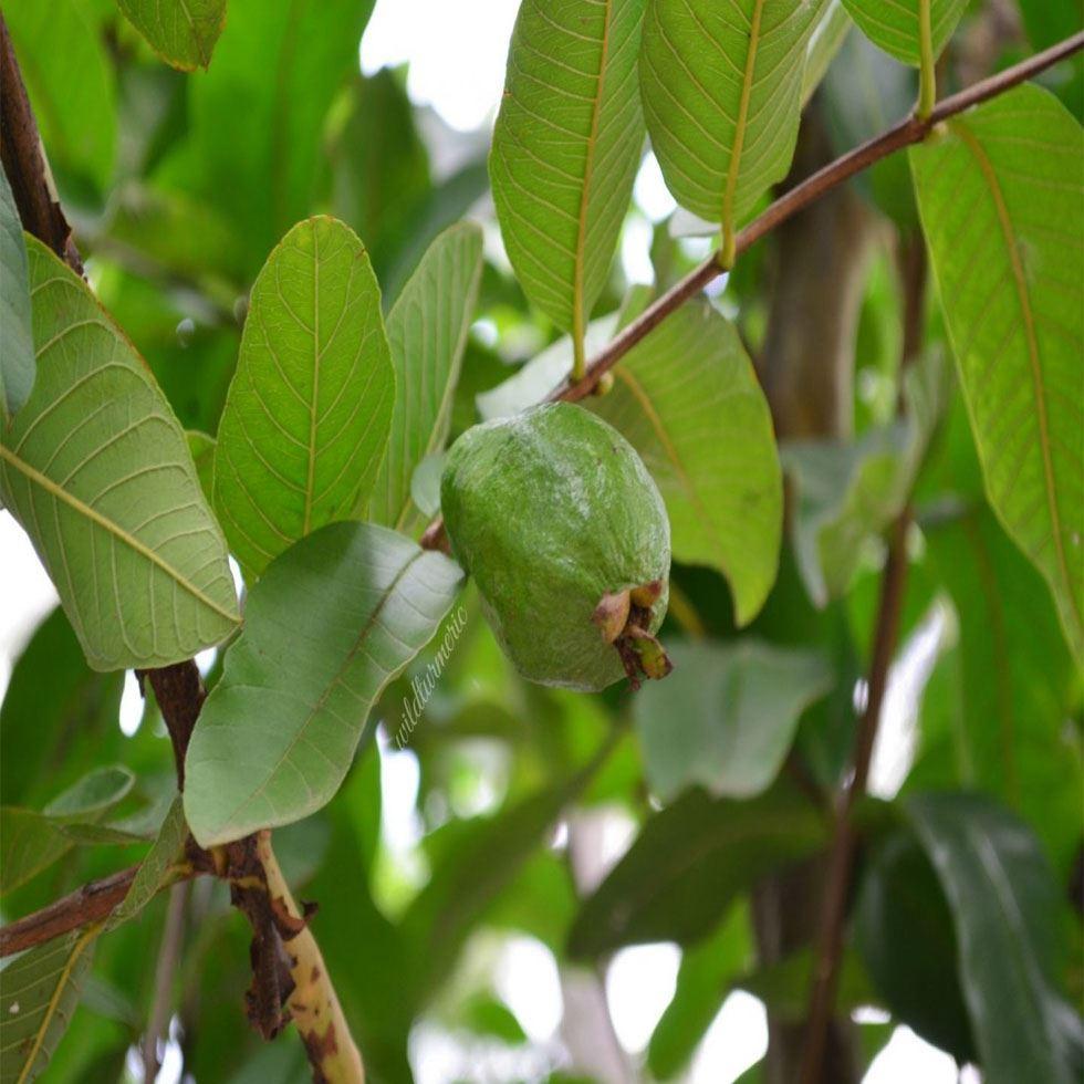 Healthy Guava Plants Image