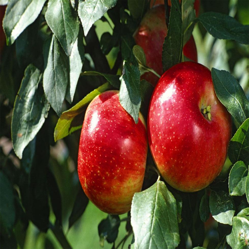 Healthy Round Apple Fruits Image