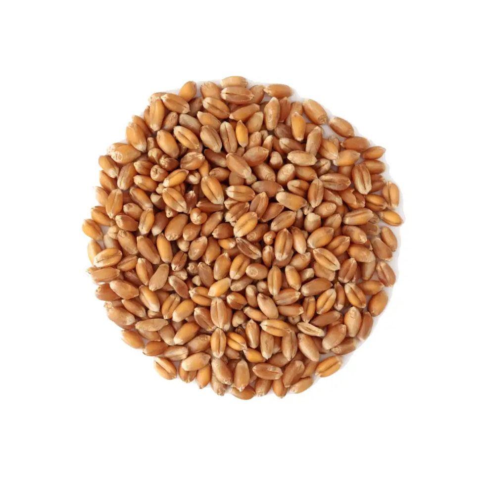 Healthy Wheat Grain Image