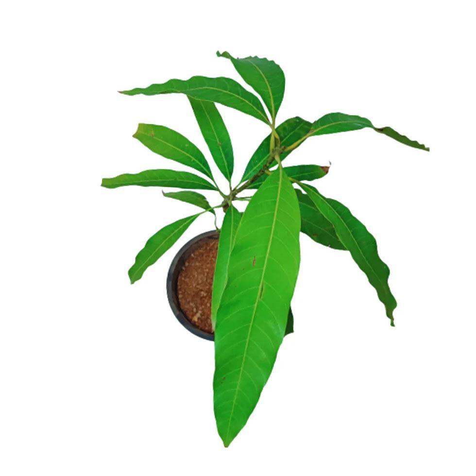 Himsagar Mango Plant Image