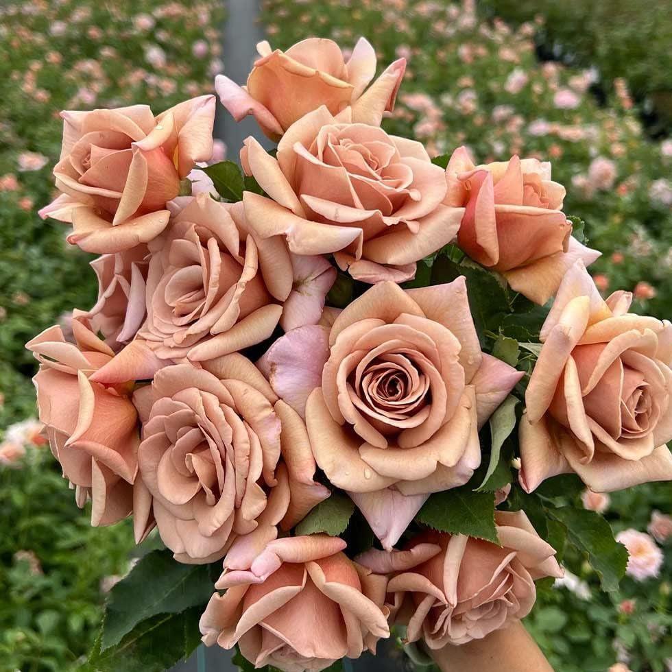 Hybrid Brown Rose Seeds  Image