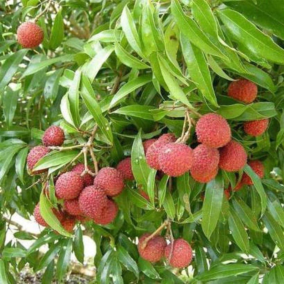 Hybrid Litchi Plants Image