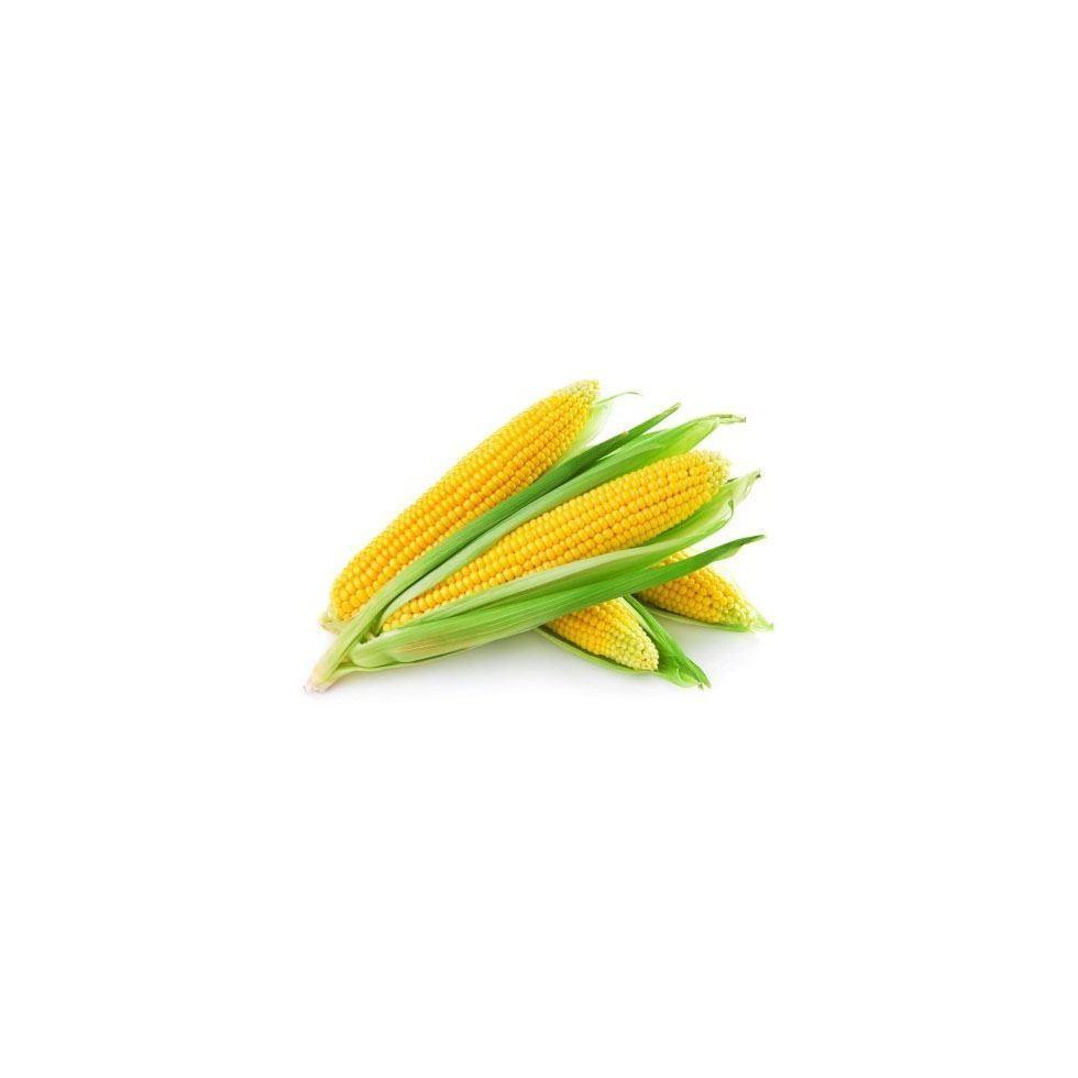 Hybrid Sweet Corn Image