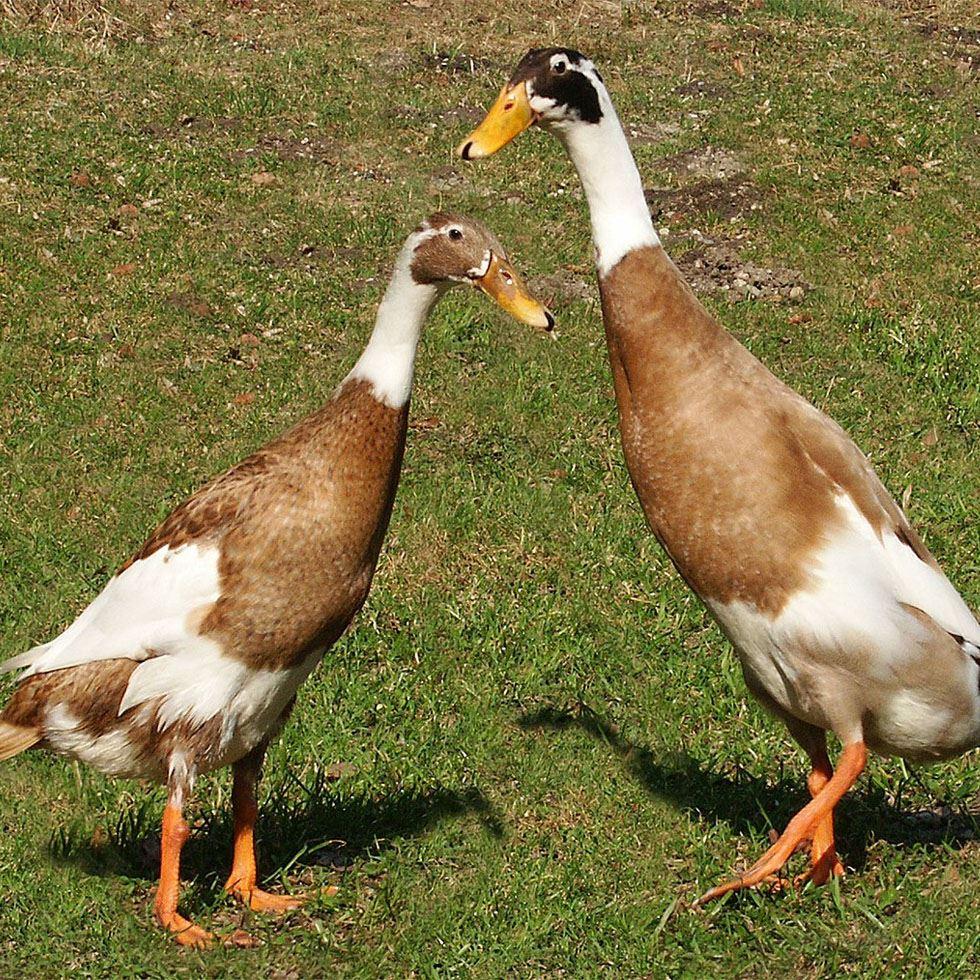 Indian Runner Ducklings Image
