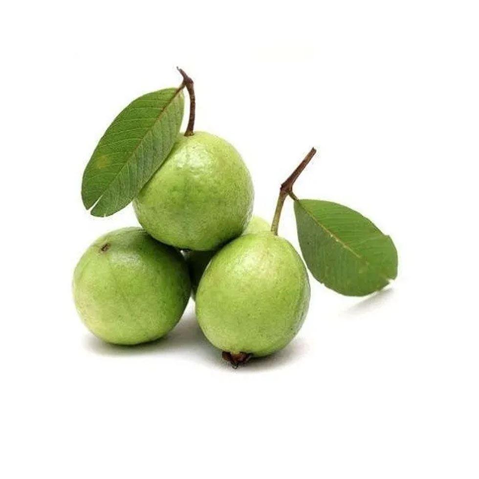 Khaja Guava Plant Image