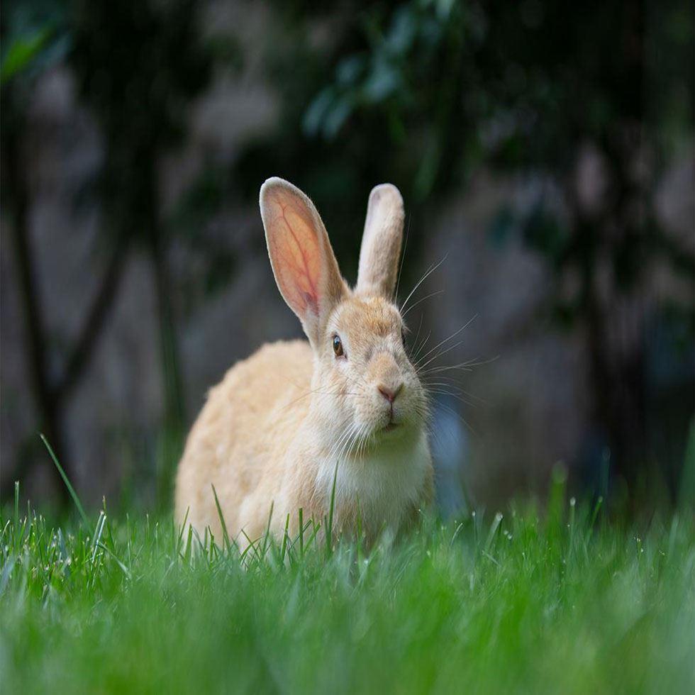 live rabbit Image