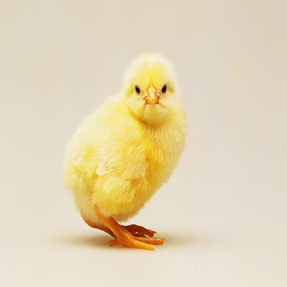 Male Yellow Hatching Chicks Image