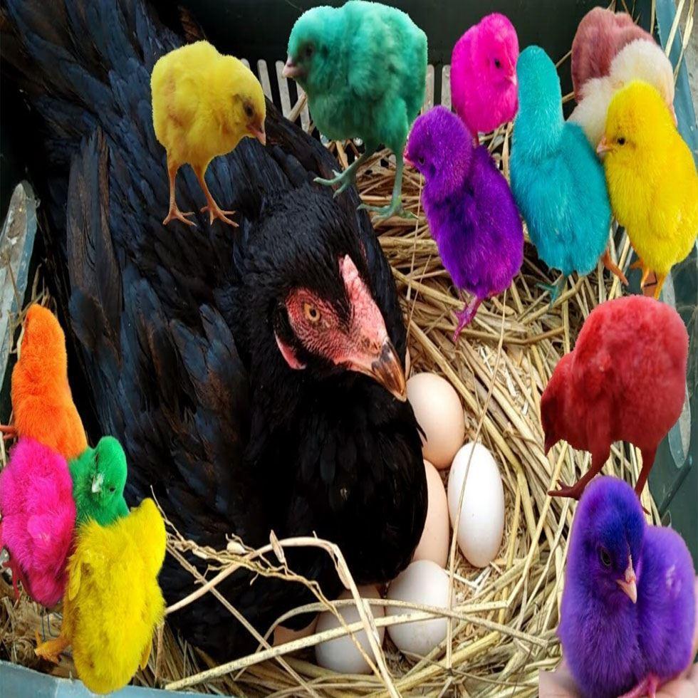 Multi Color Chicken Image