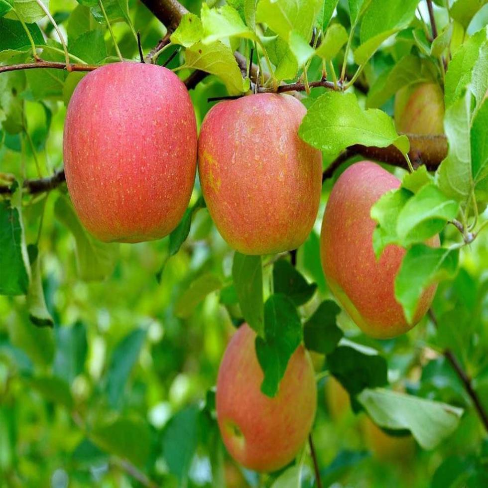 Natural Apple Fruit Image