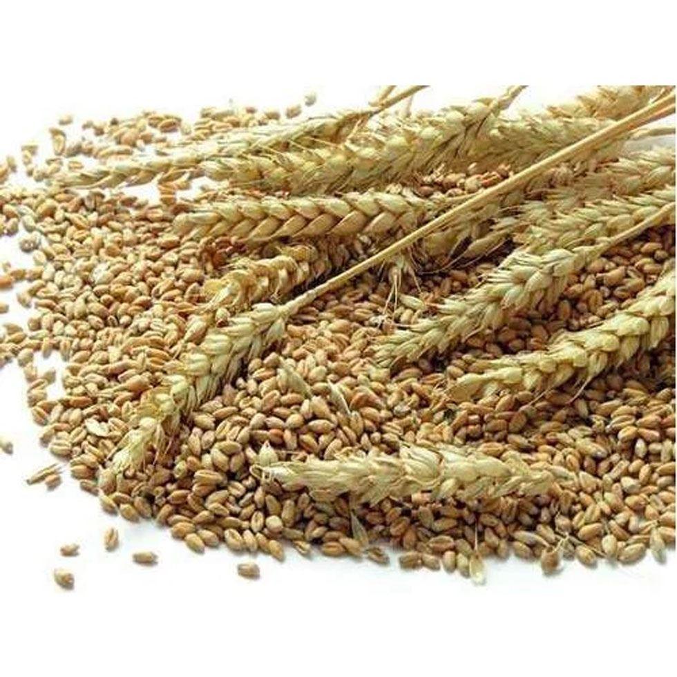 Natural Wheat Grains Image