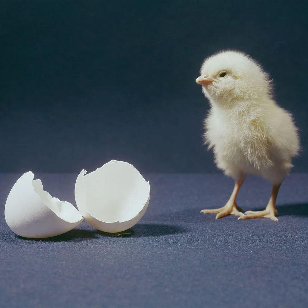 New Born Chicks Image