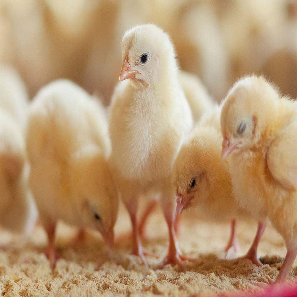 Newborn Broiler Chicks Image