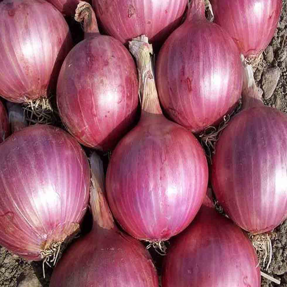 Good Quality Fresh Onion Price Rate Quick Delivery Image