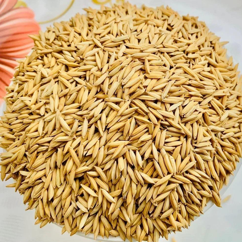 Organic Paddy Rice Image