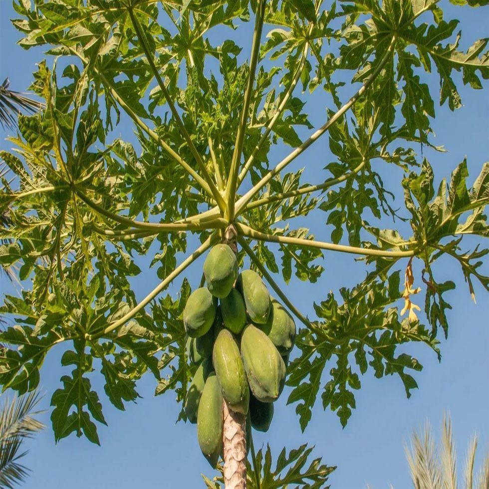 Papaya Fruit Plants Image