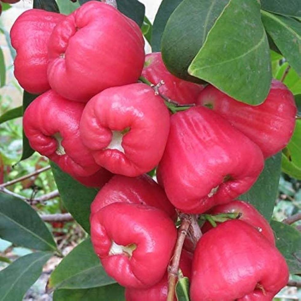 Pink Waterapple Plants Image