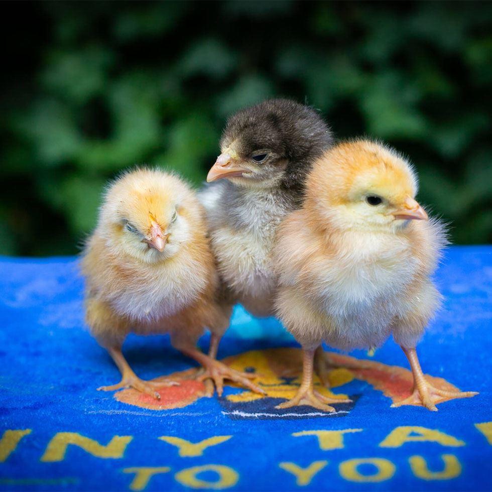 Poultry Baby Chicks Image